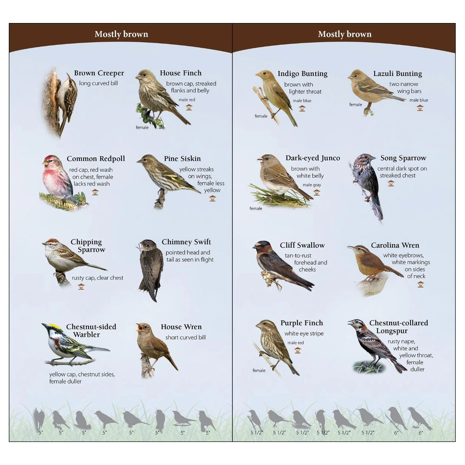 Birds of the Midwest