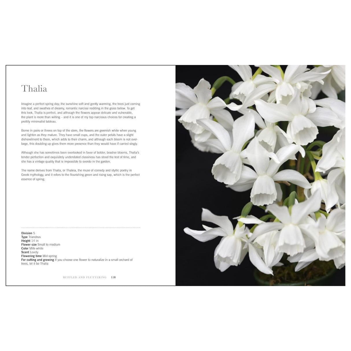 Daffodils: Beautiful Varieties for Home and Garden