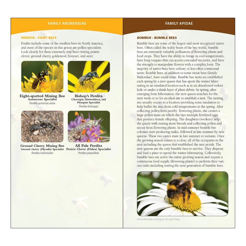 Common Native Bees of Eastern U.S.