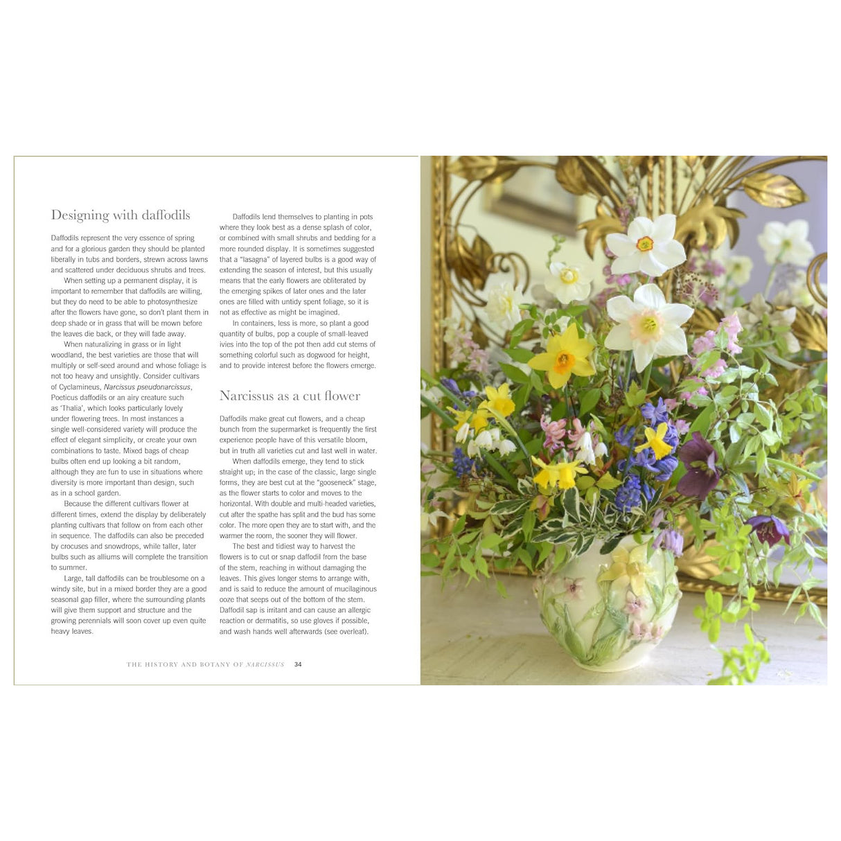 Daffodils: Beautiful Varieties for Home and Garden