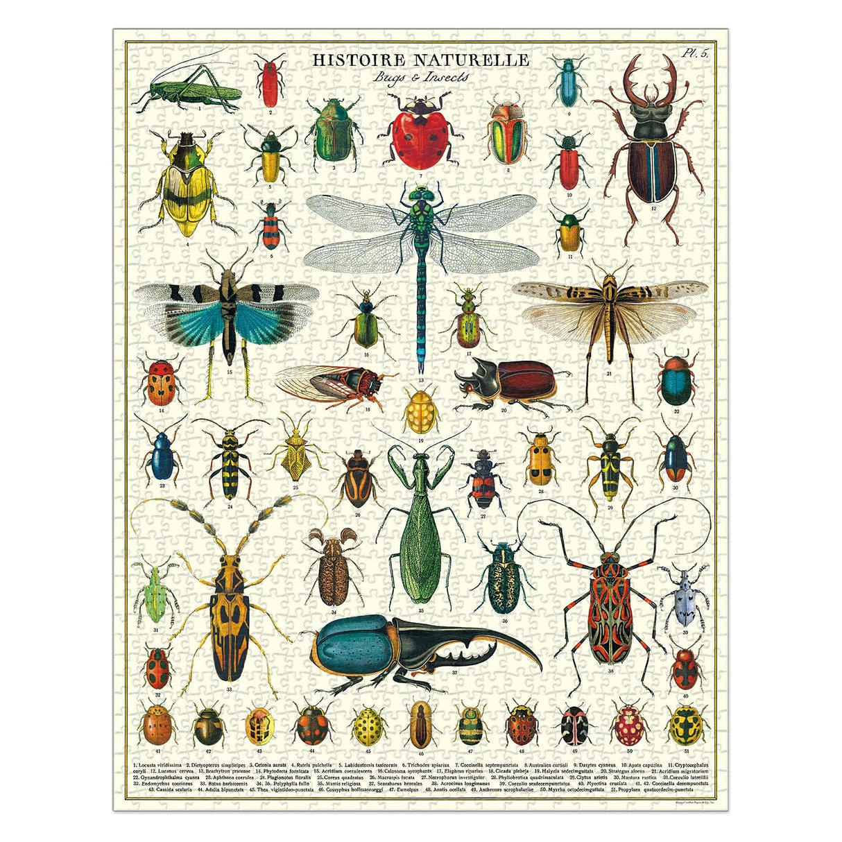 Vintage Bugs & Insects Puzzle