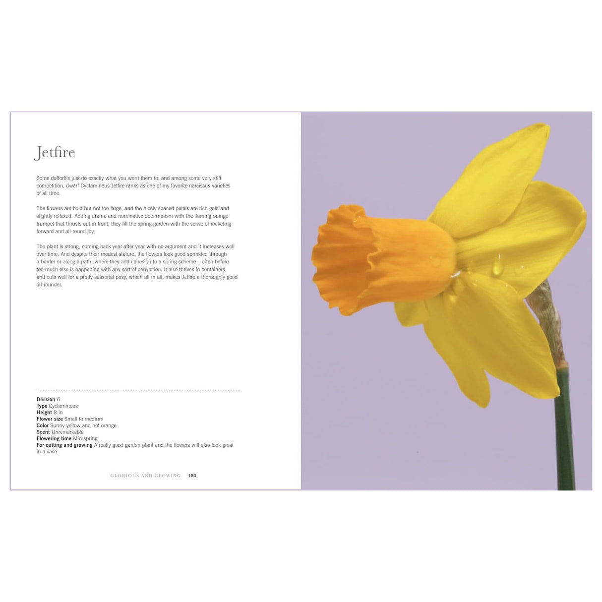 Daffodils: Beautiful Varieties for Home and Garden