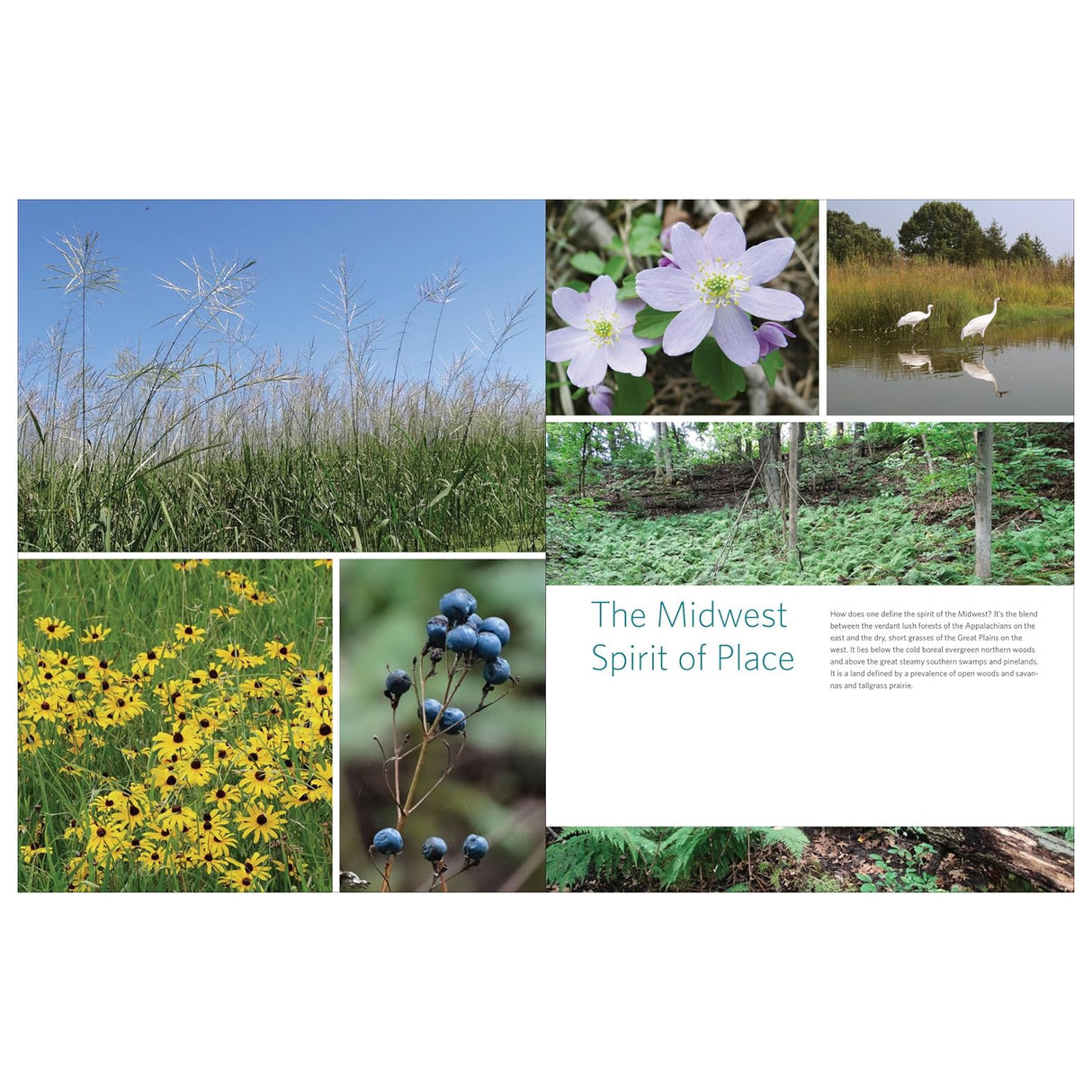 Native Plants of the Midwest