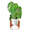 Monstera Large Pop-Up Greeting Card