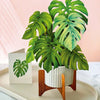 Monstera Large Pop-Up Greeting Card