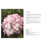 Hydrangeas: Beautiful Varieties For Home & Garden